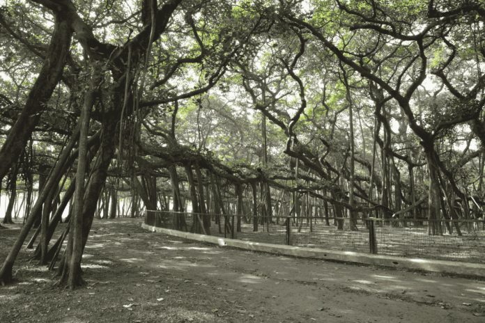 great banyan tree