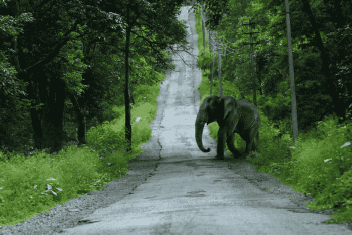 Nagarhole National Park Safari