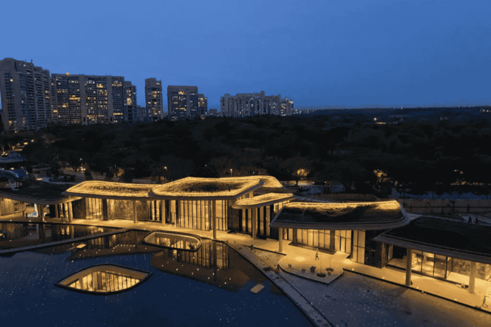 dlf camellias dlf camellias