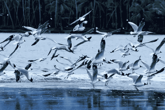 kadalundi bird sanctuary