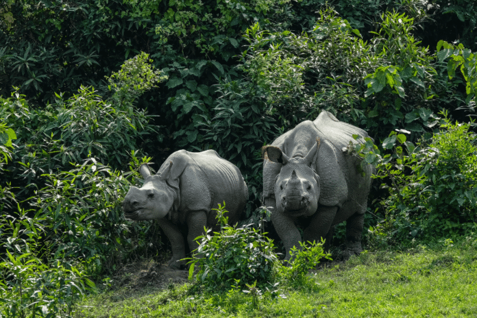 kaziranga national park