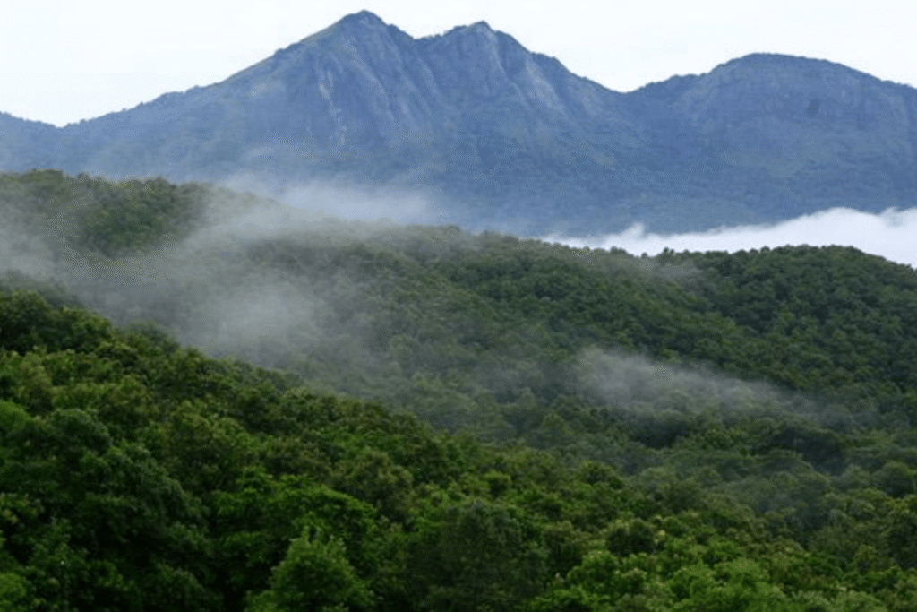 silent valley - one day trip from palakkad